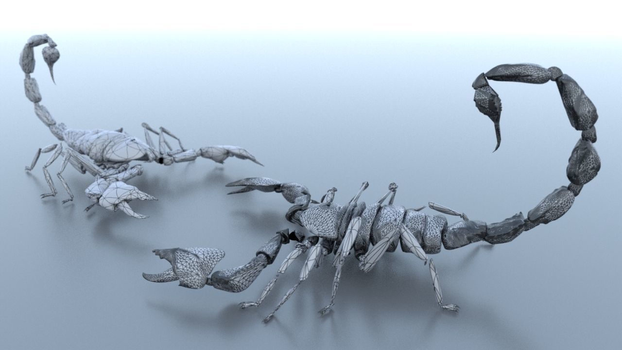 A highly detailed and UV textured 3d model of a scorpion 3D model_6
