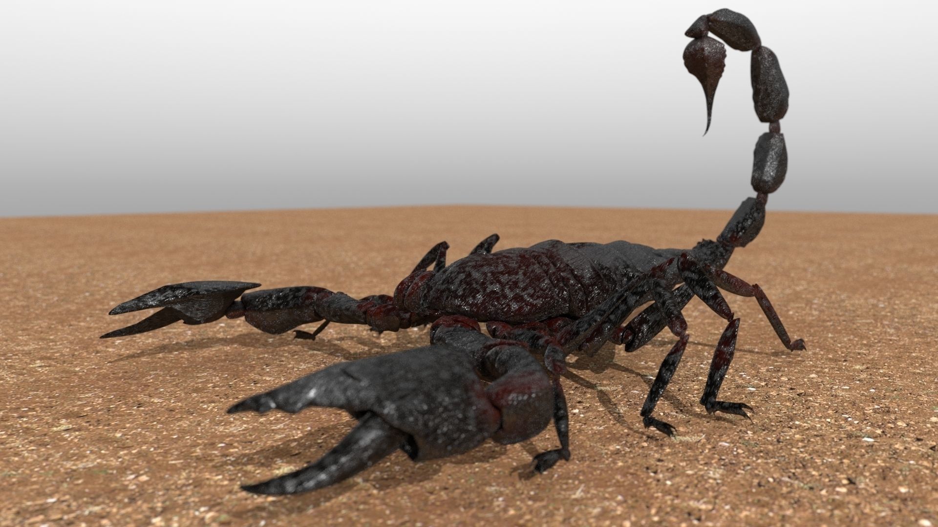 A highly detailed and UV textured 3d model of a scorpion 3D model_4