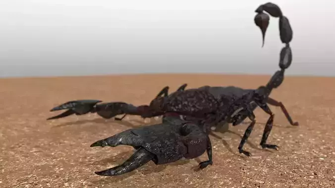 A highly detailed and UV textured 3d model of a scorpion