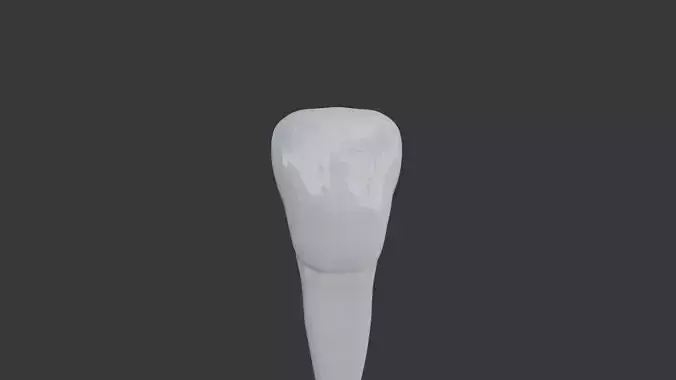 Mandibular  Incisor Human Tooth v3