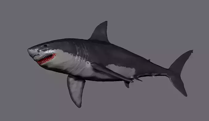 Realistic Great White Shark  3D Model in OBJ and STL 3D print model