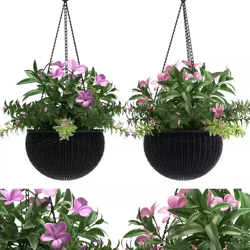 plant hanging basket
