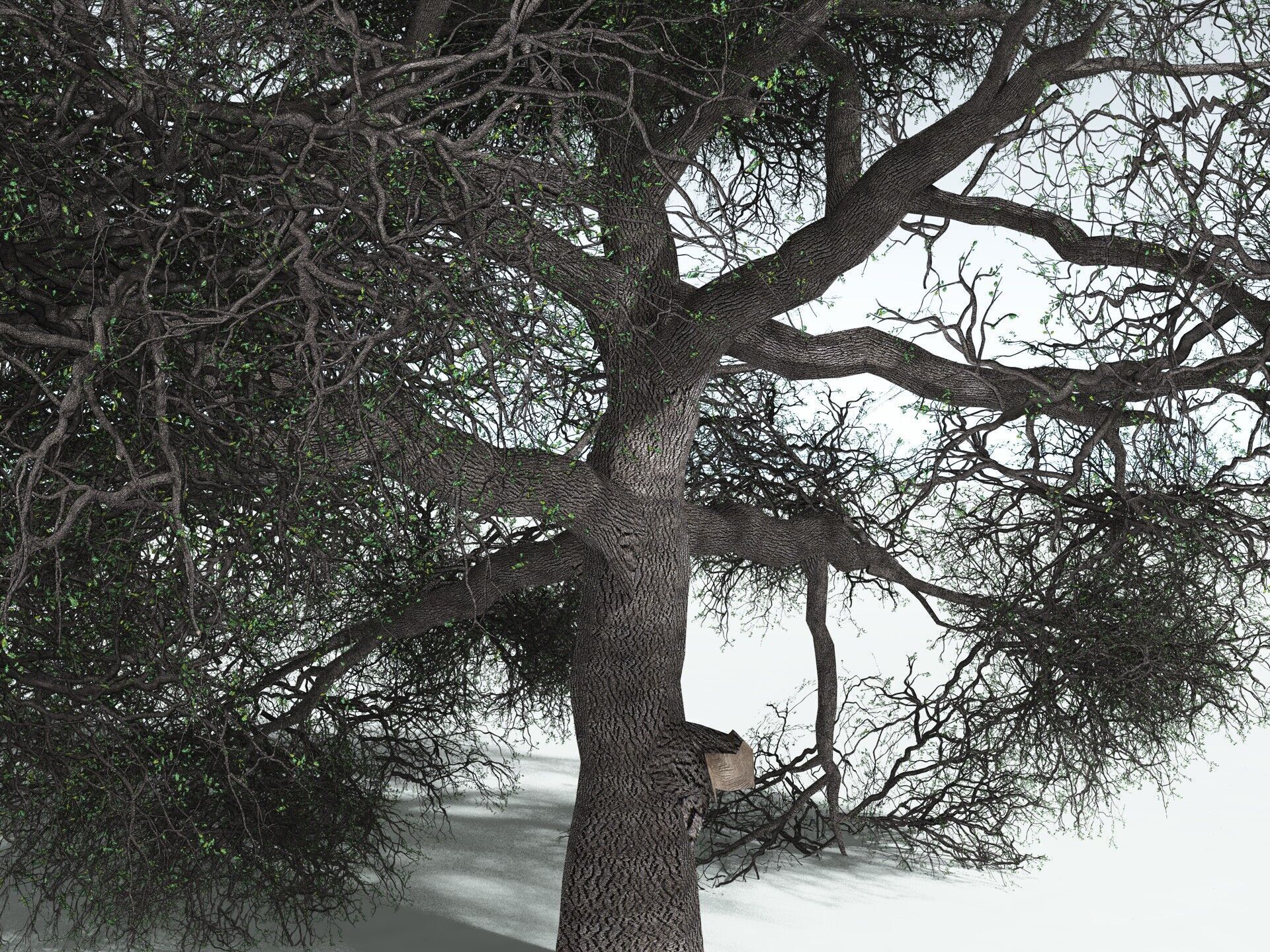 EVERYPlant English Oak LowPoly Low-poly 3D model_11