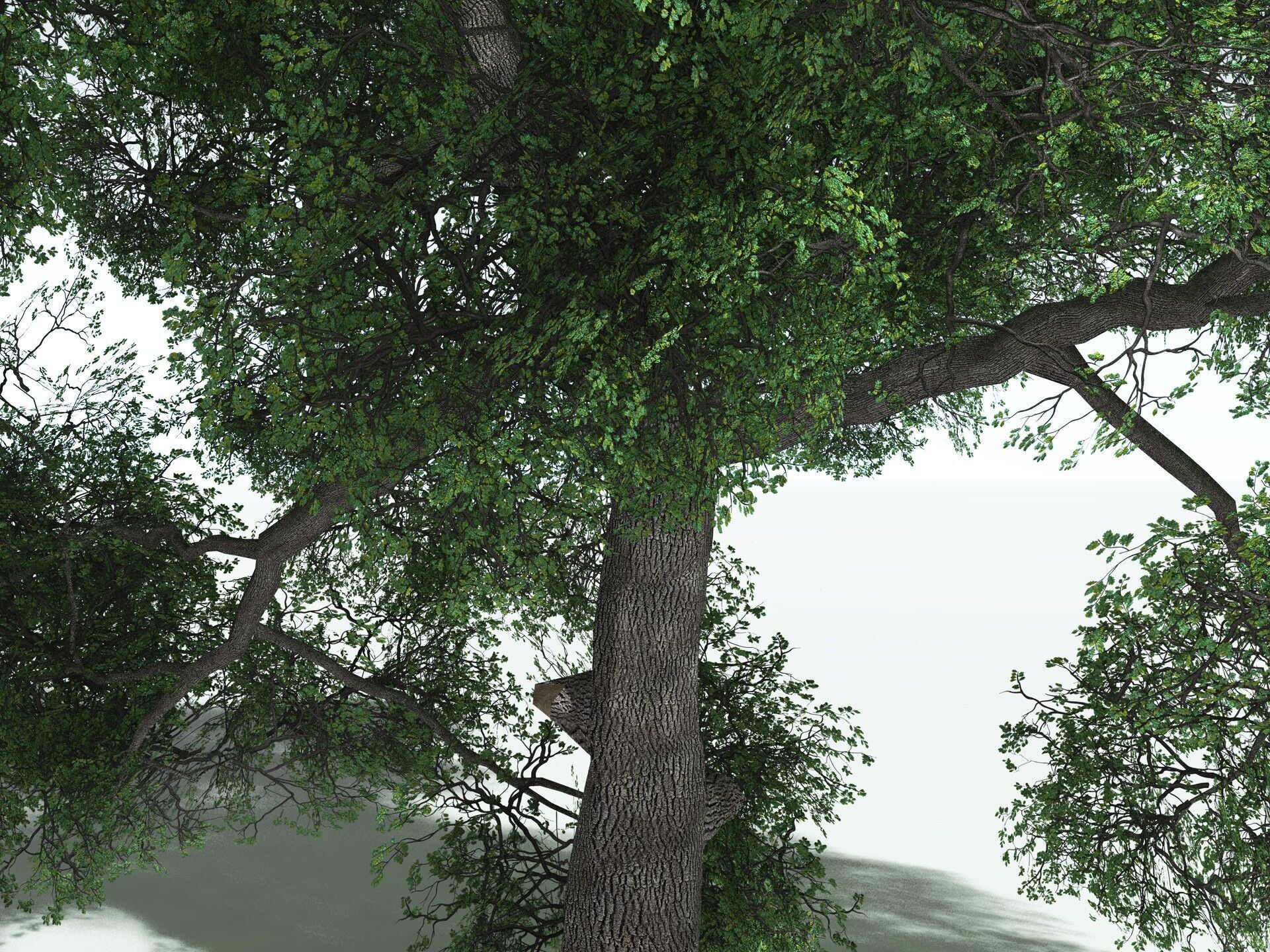 EVERYPlant English Oak LowPoly Low-poly 3D model_29