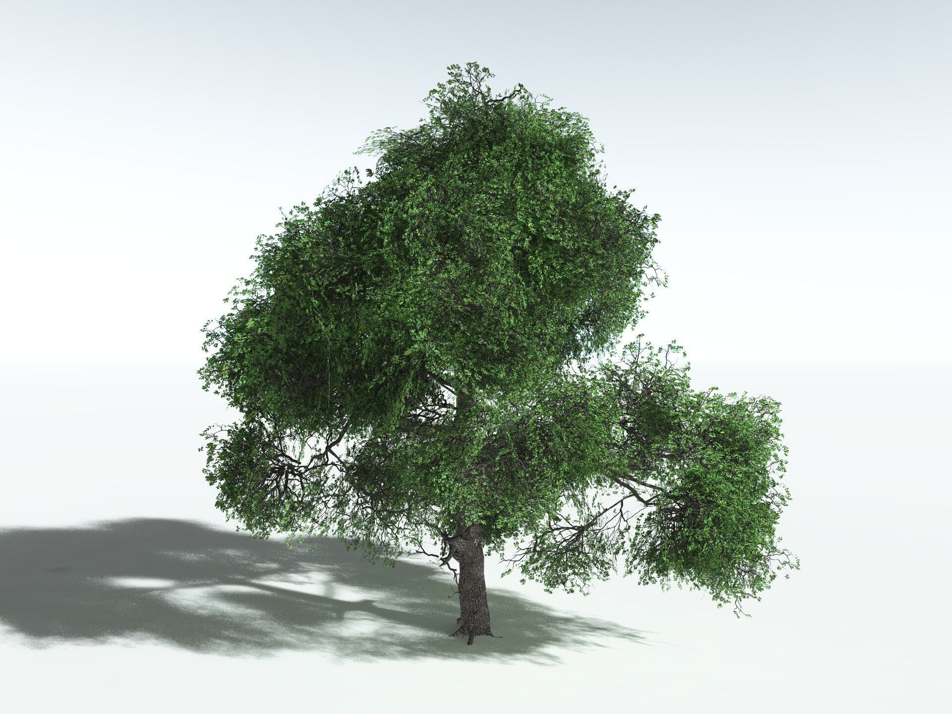 EVERYPlant English Oak LowPoly Low-poly 3D model_4