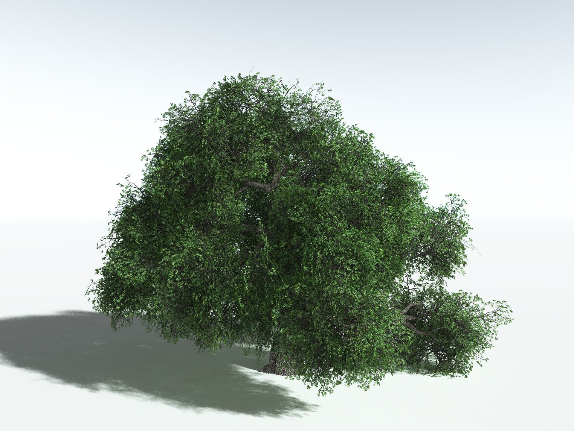 EVERYPlant English Oak LowPoly Low-poly 3D model_2