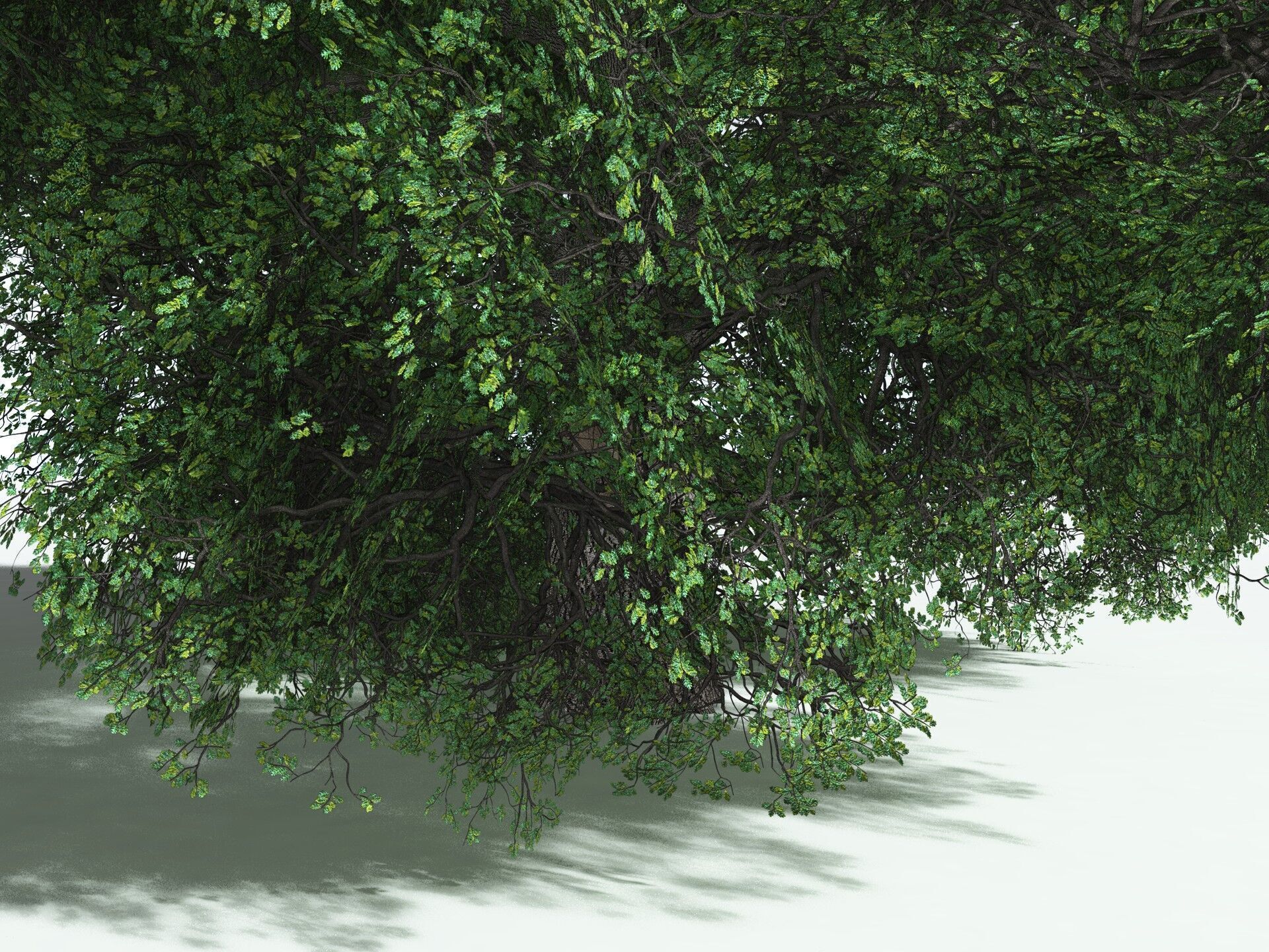 EVERYPlant English Oak LowPoly Low-poly 3D model_9