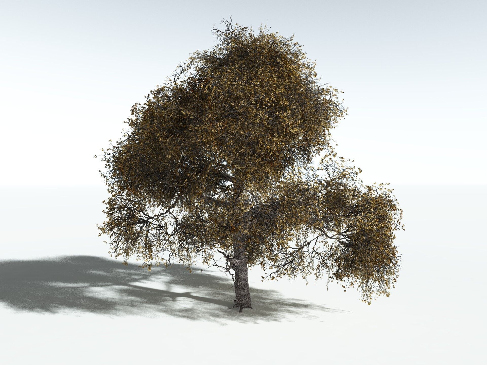 EVERYPlant English Oak LowPoly Low-poly 3D model_14