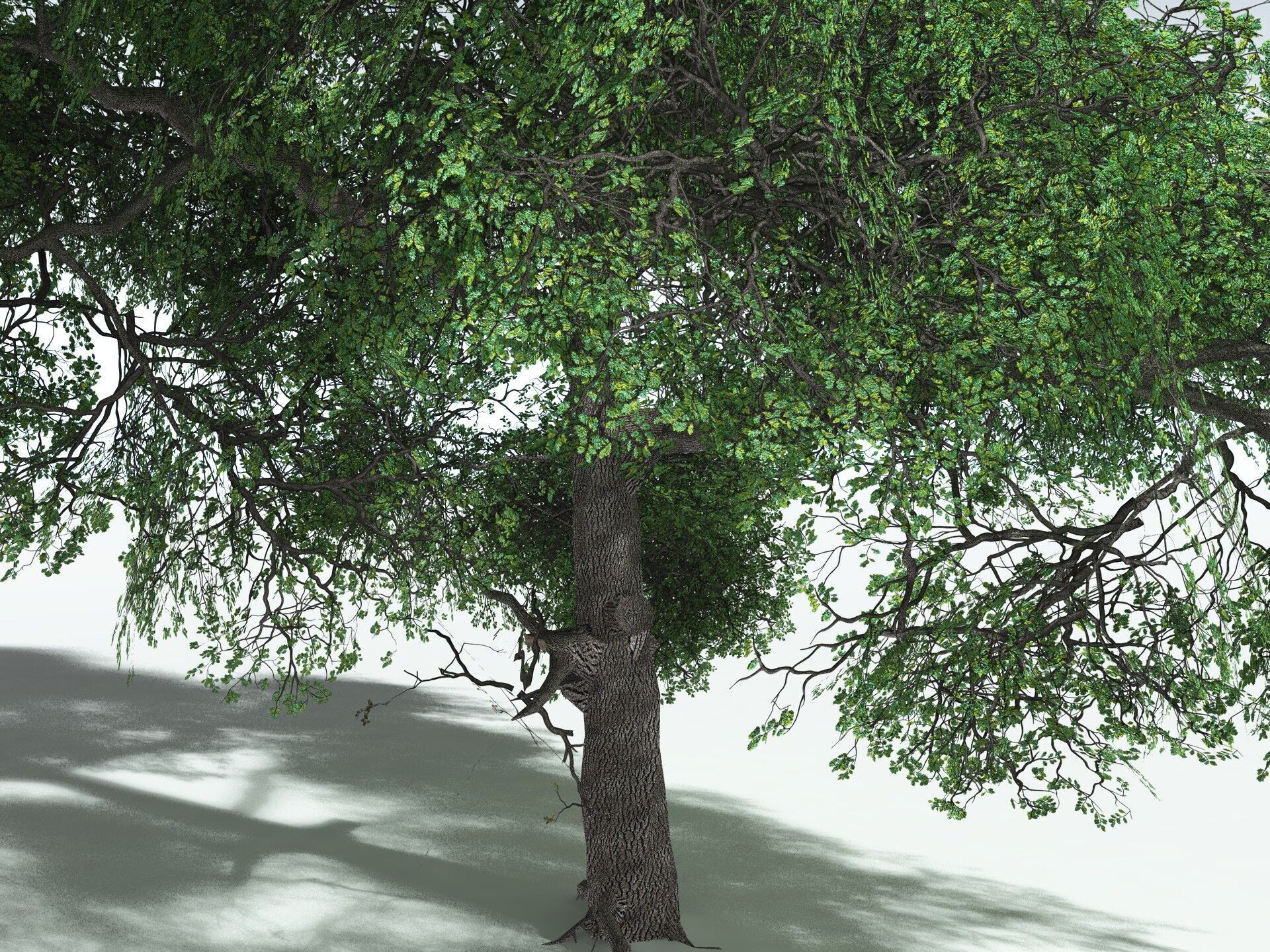 EVERYPlant English Oak LowPoly Low-poly 3D model_5
