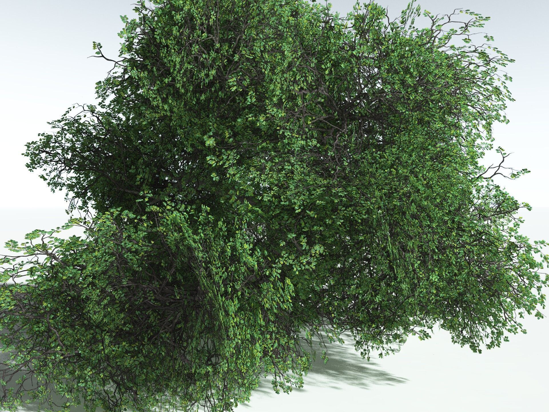 EVERYPlant English Oak LowPoly Low-poly 3D model_33