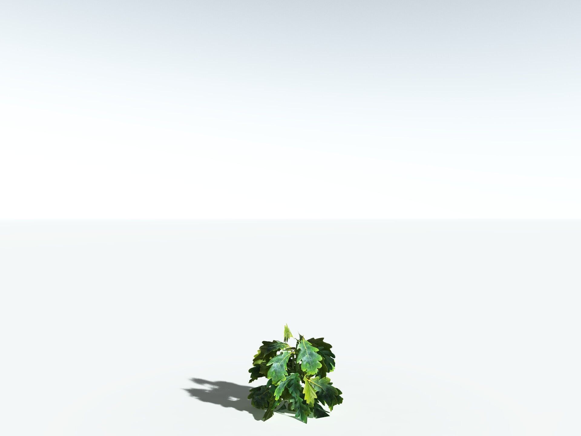 EVERYPlant English Oak LowPoly Low-poly 3D model_39