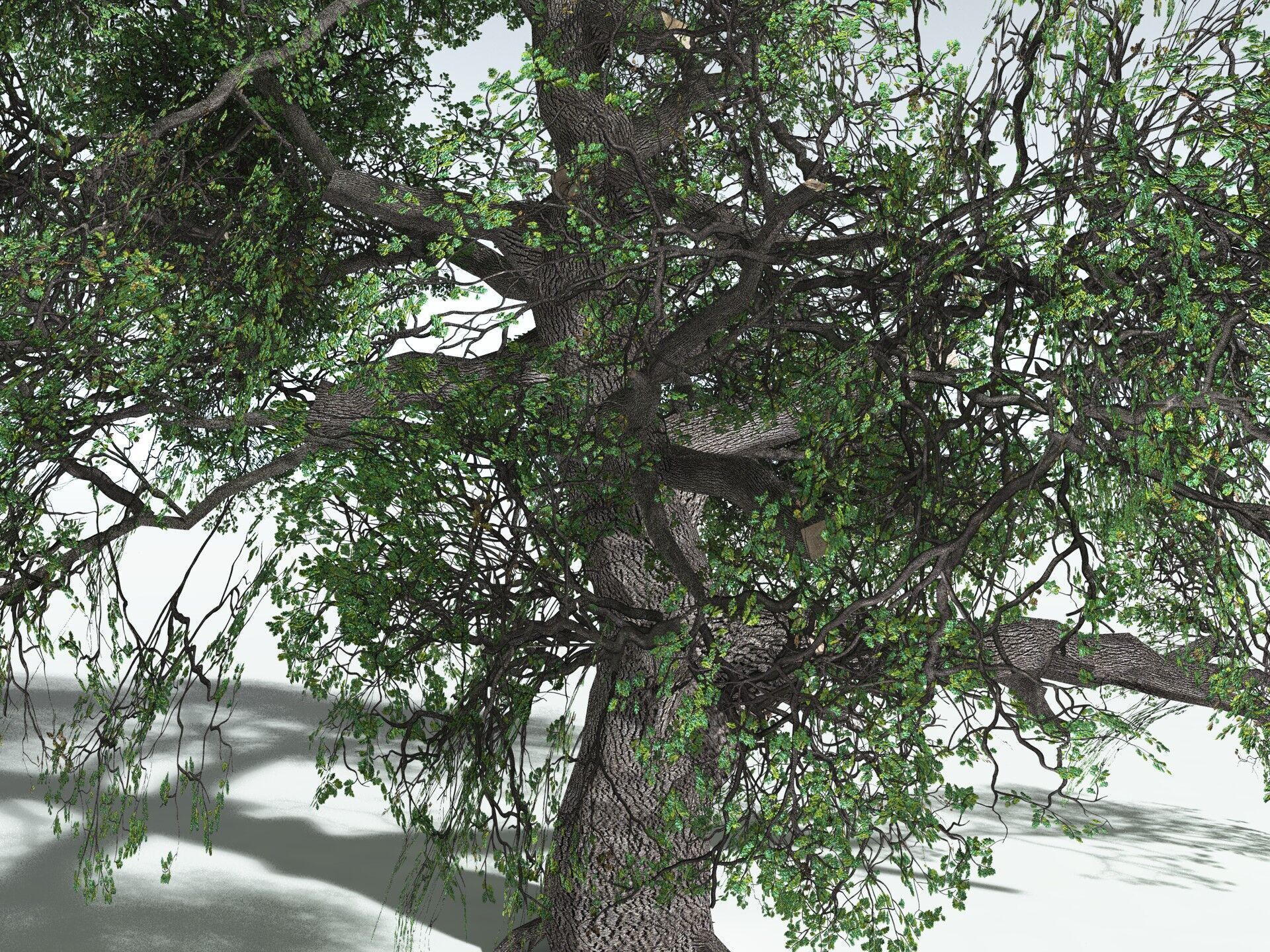 EVERYPlant English Oak LowPoly Low-poly 3D model_23