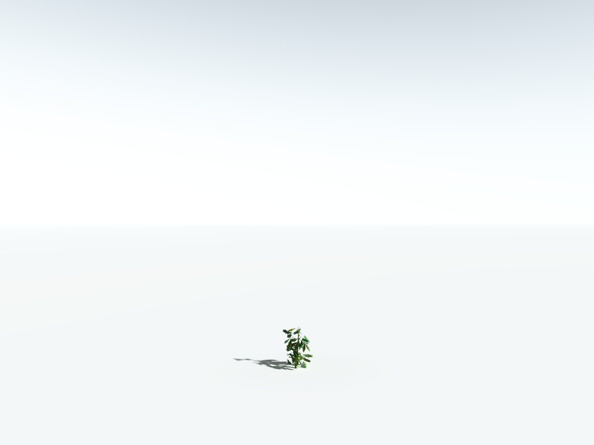 EVERYPlant English Oak LowPoly Low-poly 3D model_36