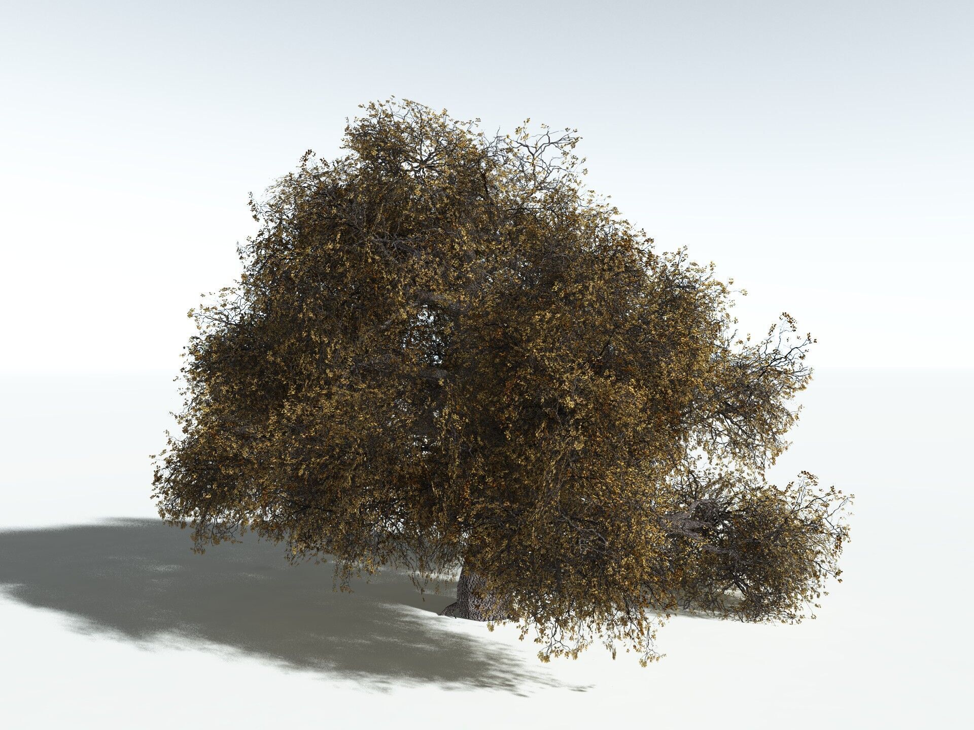 EVERYPlant English Oak LowPoly Low-poly 3D model_12