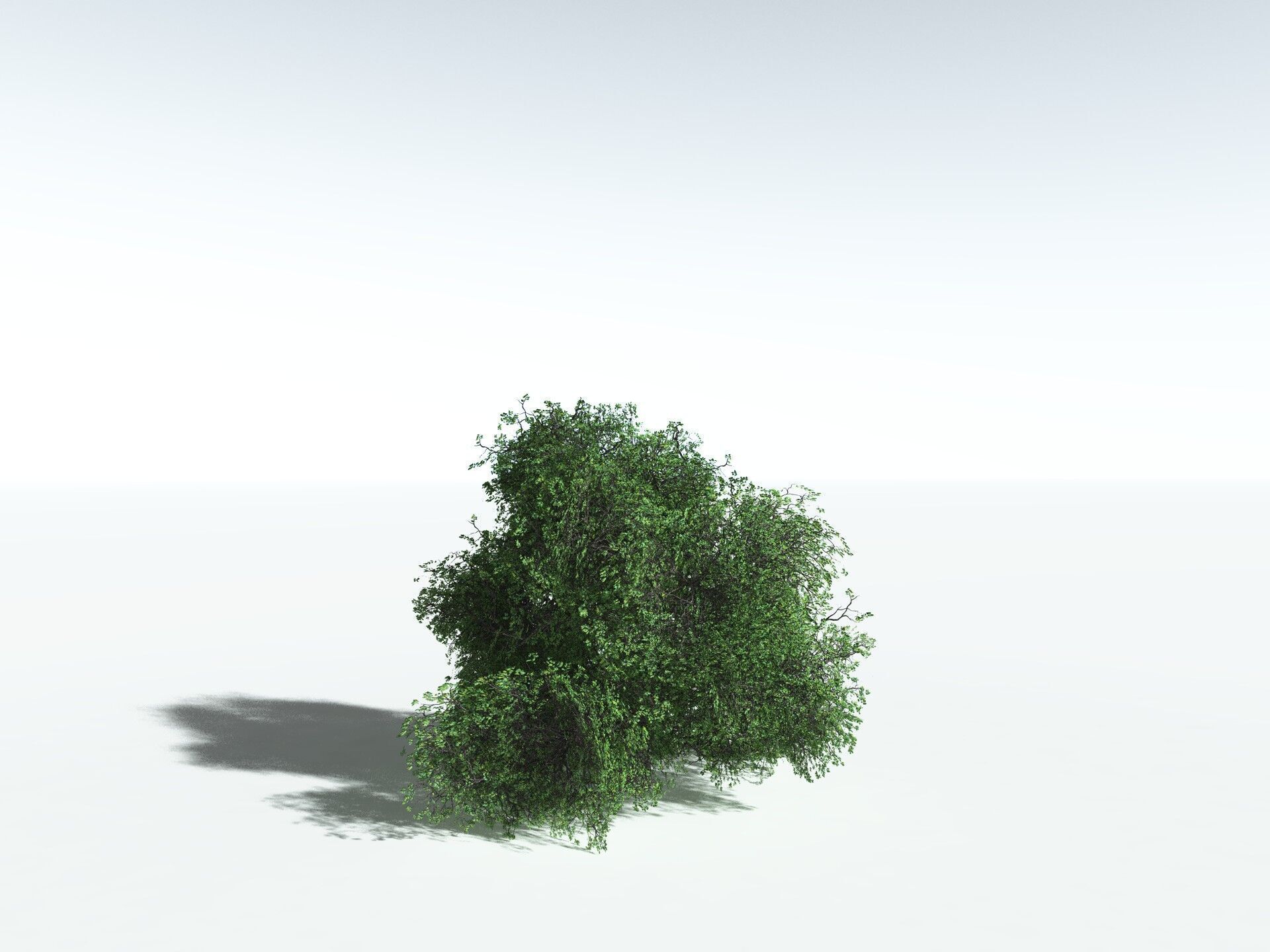 EVERYPlant English Oak LowPoly Low-poly 3D model_32