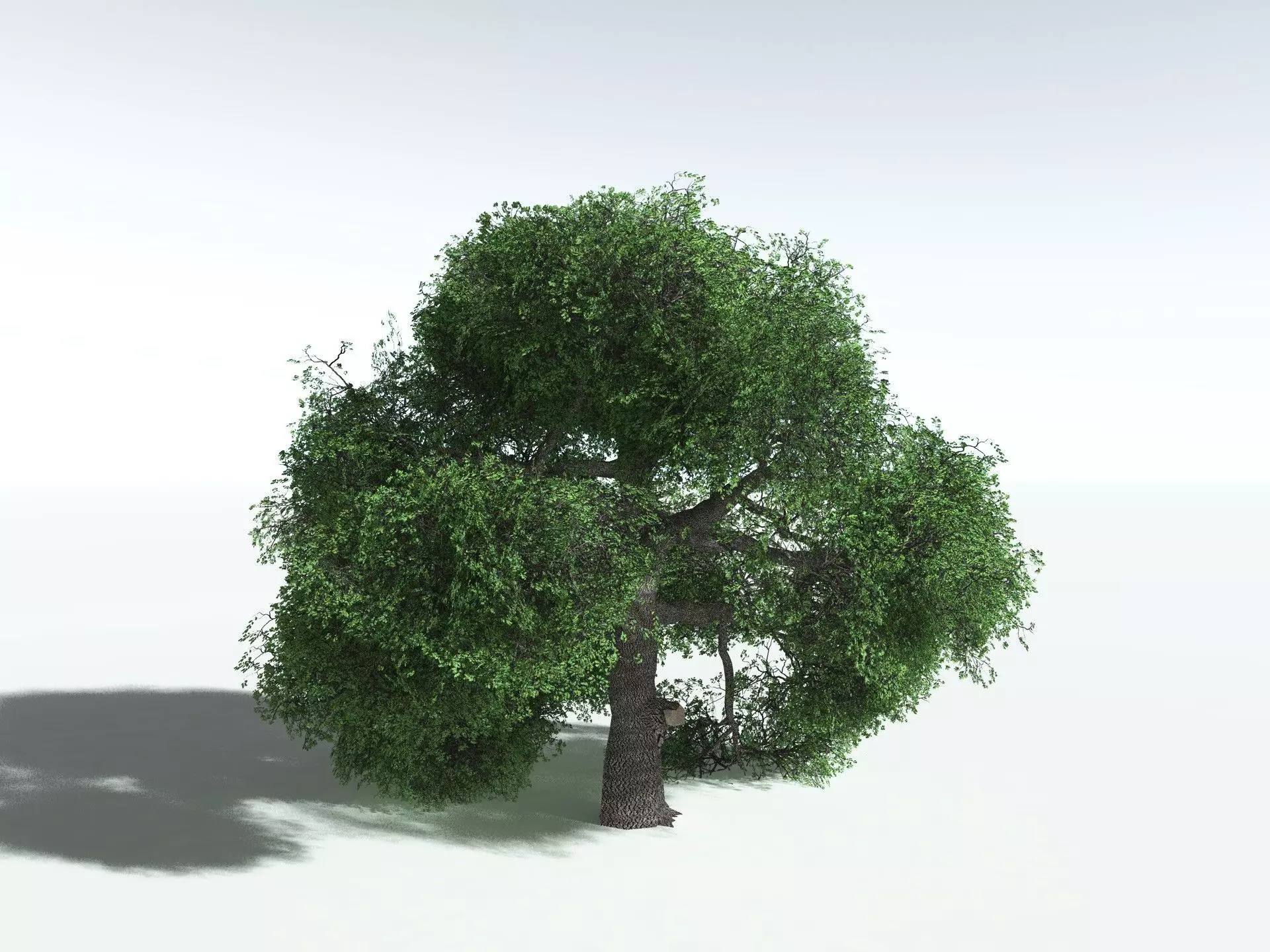 EVERYPlant English Oak LowPoly Low-poly 3D model_0