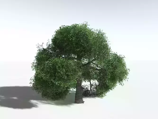 EVERYPlant English Oak LowPoly -20 Models- Low-poly 3D model