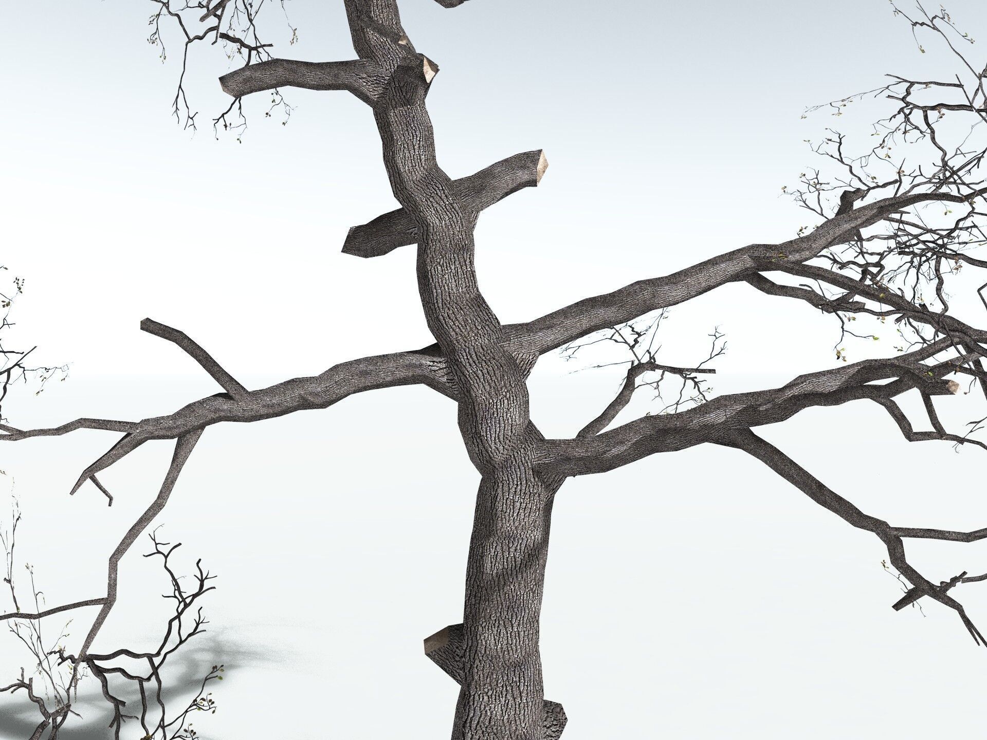 EVERYPlant English Oak LowPoly Low-poly 3D model_27