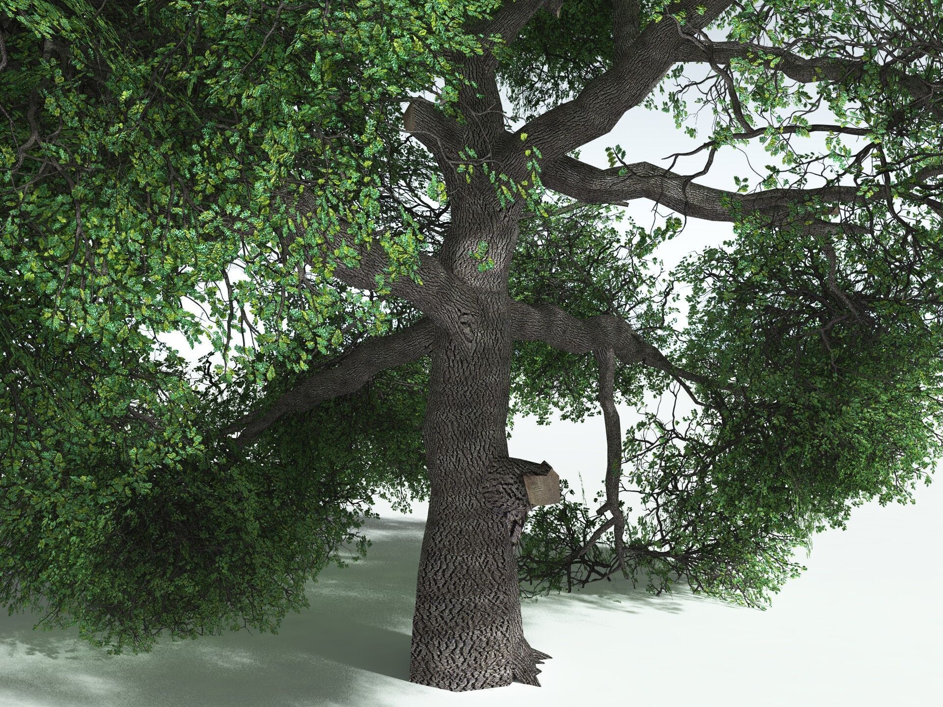 EVERYPlant English Oak LowPoly Low-poly 3D model_21