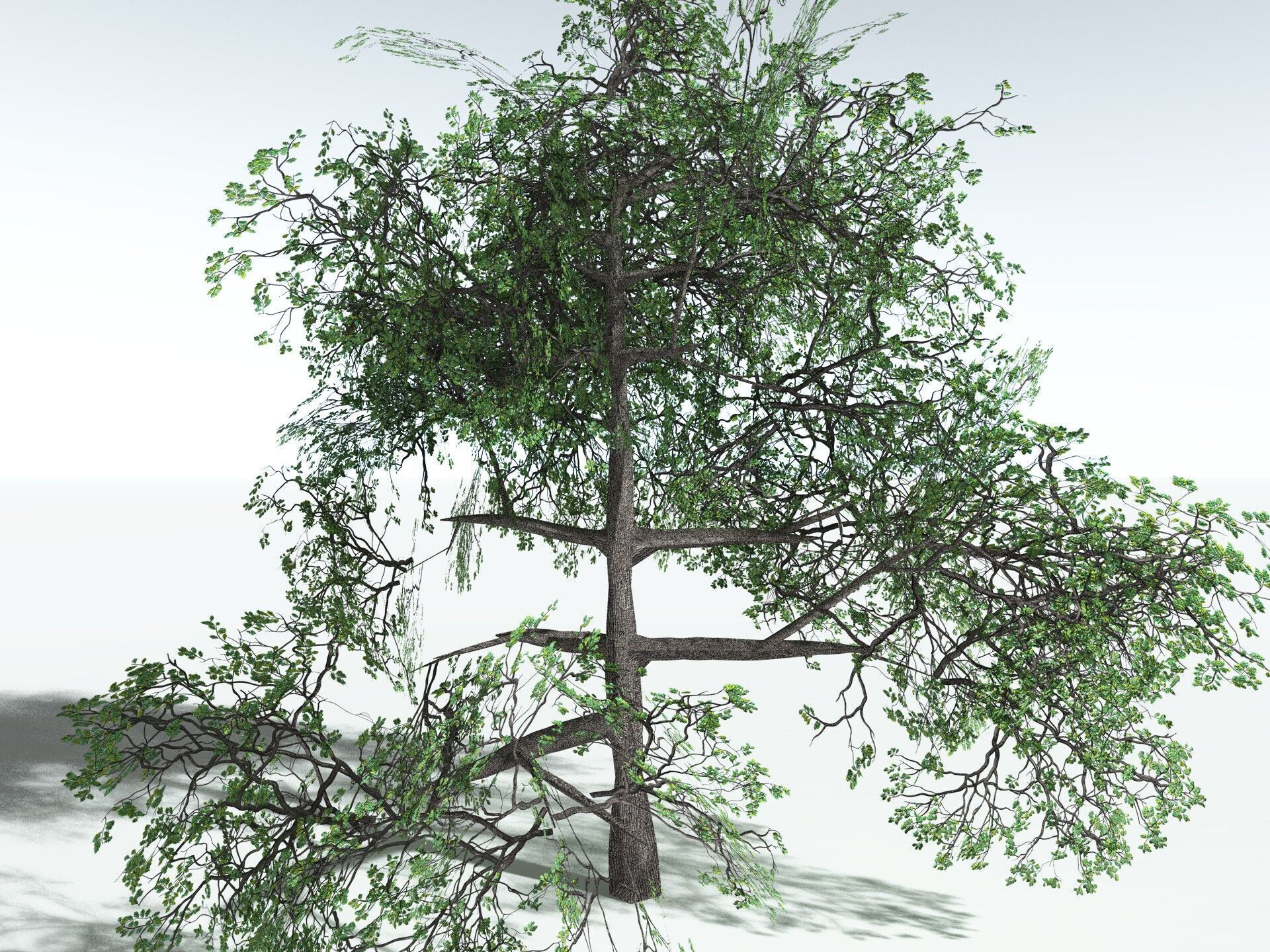 EVERYPlant English Oak LowPoly Low-poly 3D model_35