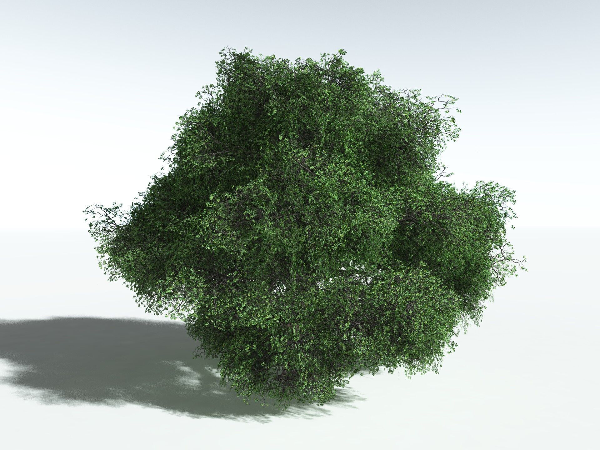 EVERYPlant English Oak LowPoly Low-poly 3D model_8
