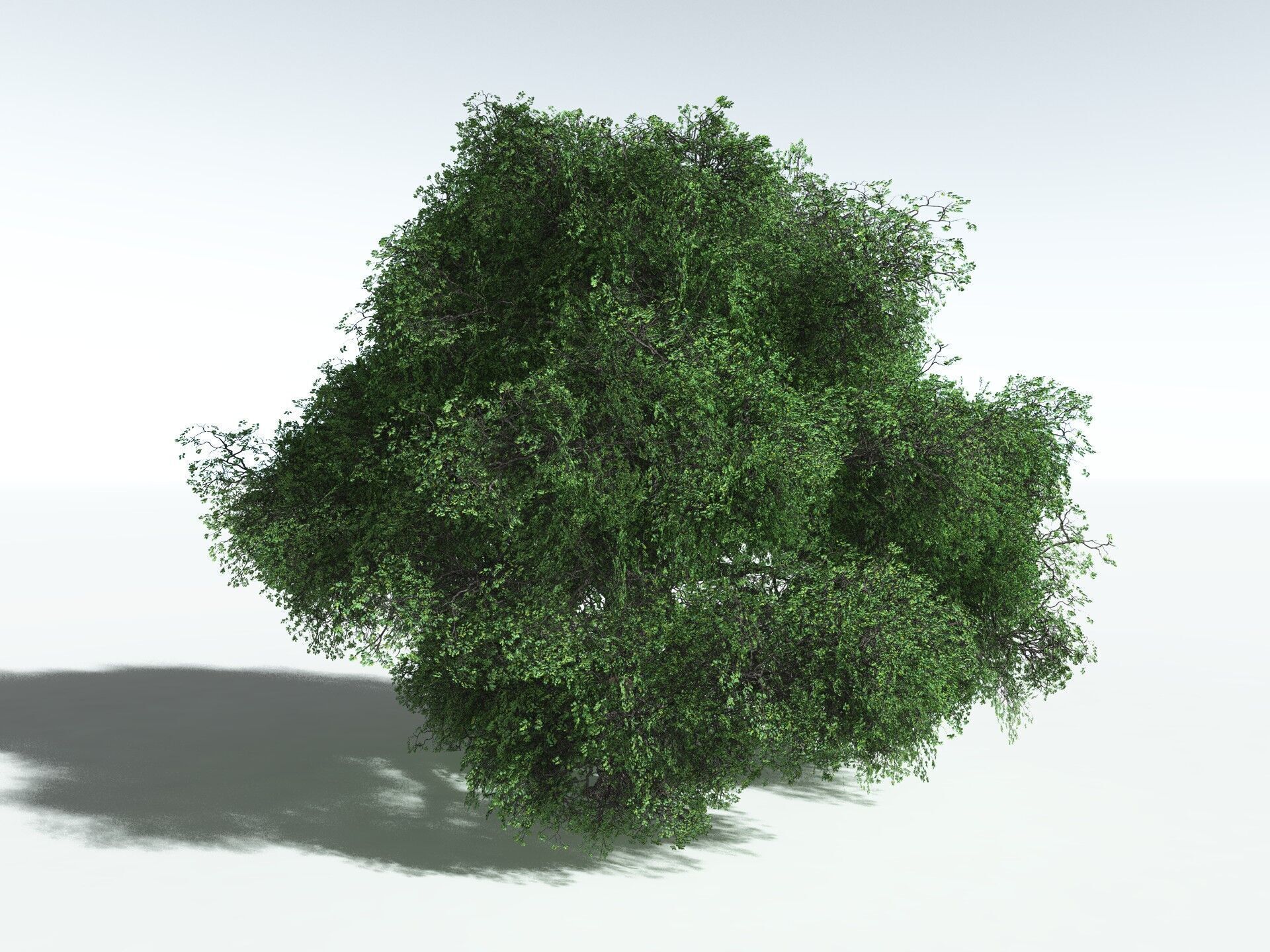 EVERYPlant English Oak LowPoly Low-poly 3D model_18