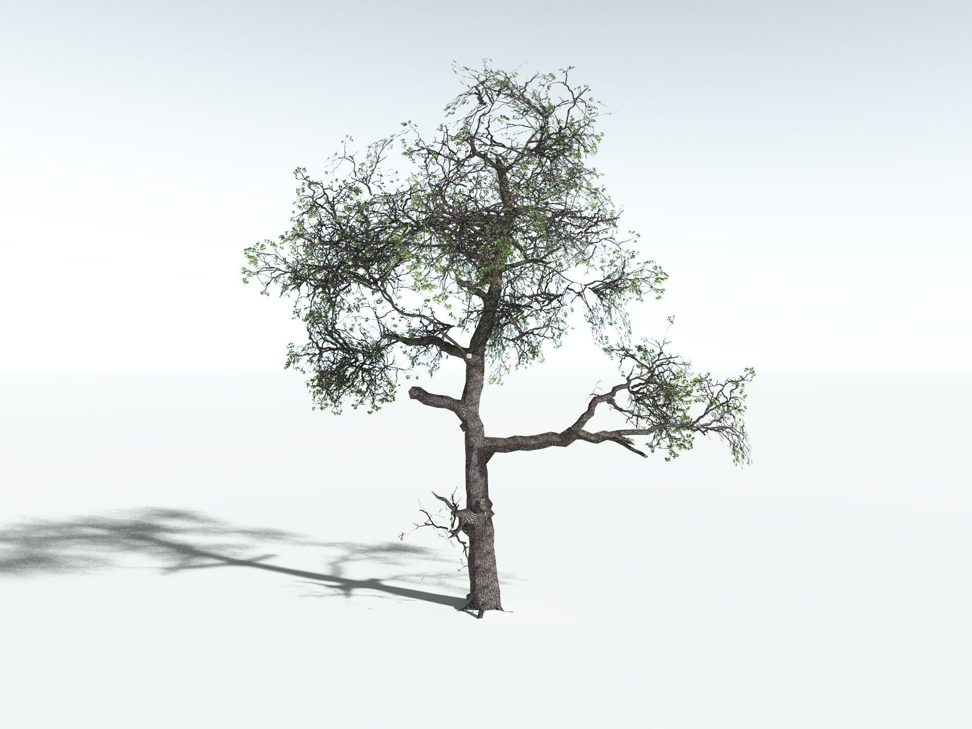 EVERYPlant English Oak LowPoly Low-poly 3D model_24