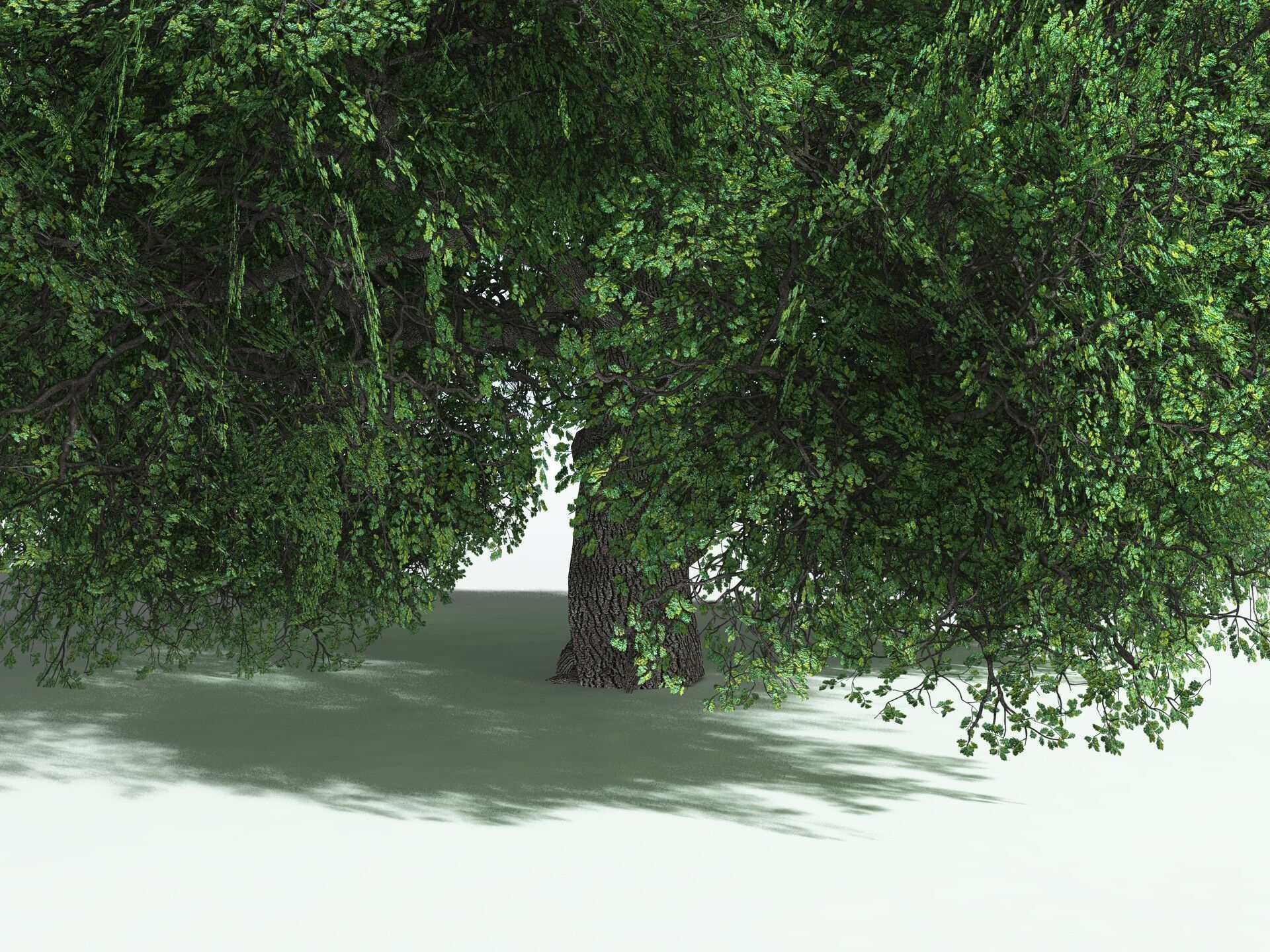 EVERYPlant English Oak LowPoly Low-poly 3D model_31
