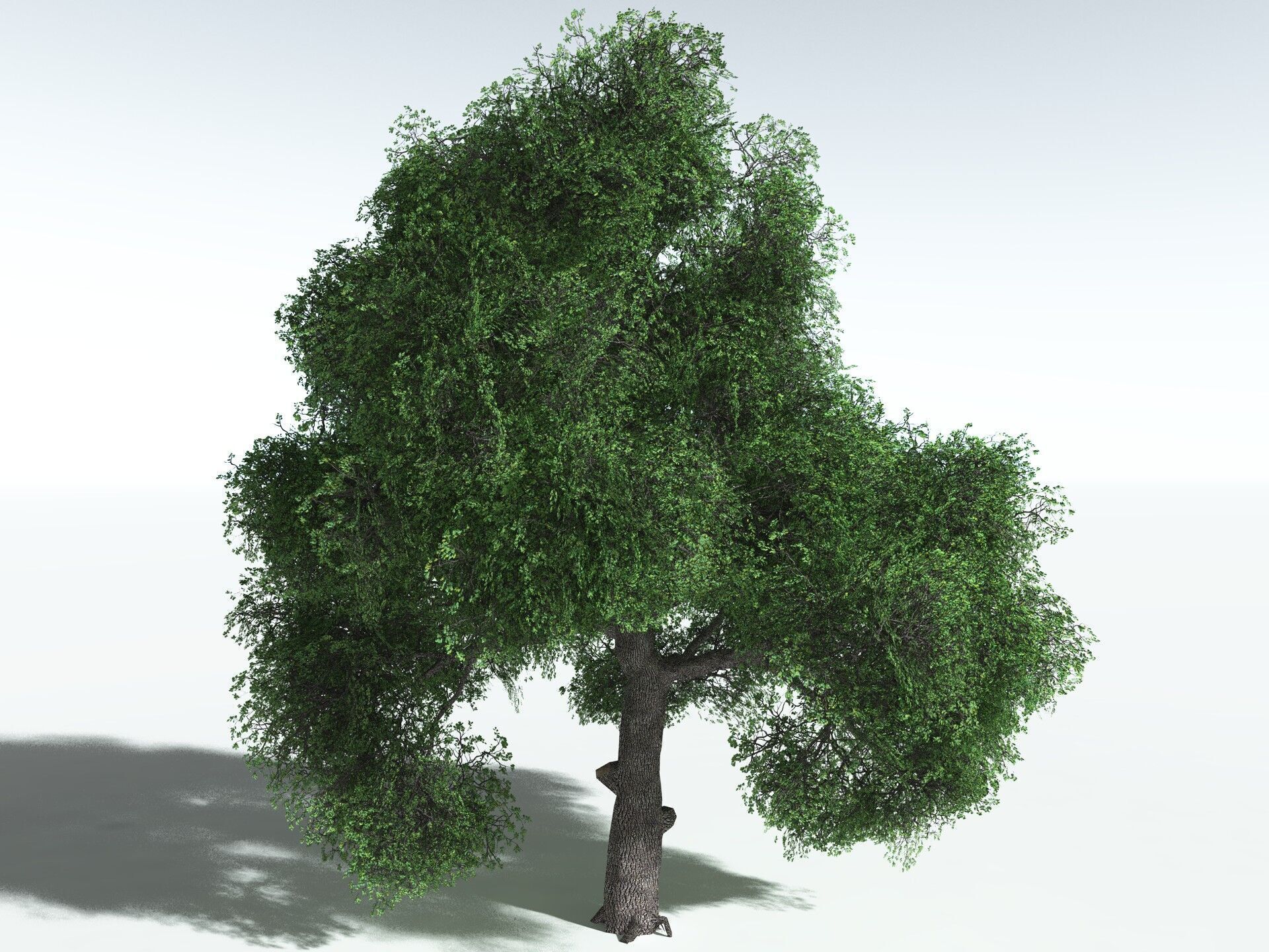 EVERYPlant English Oak LowPoly Low-poly 3D model_6