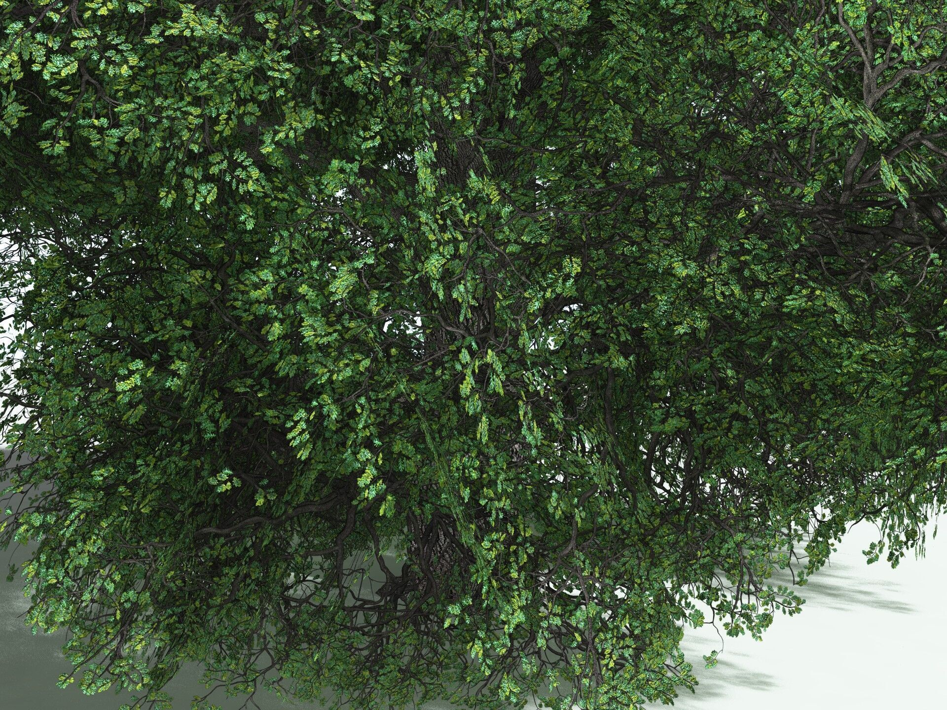 EVERYPlant English Oak LowPoly Low-poly 3D model_19