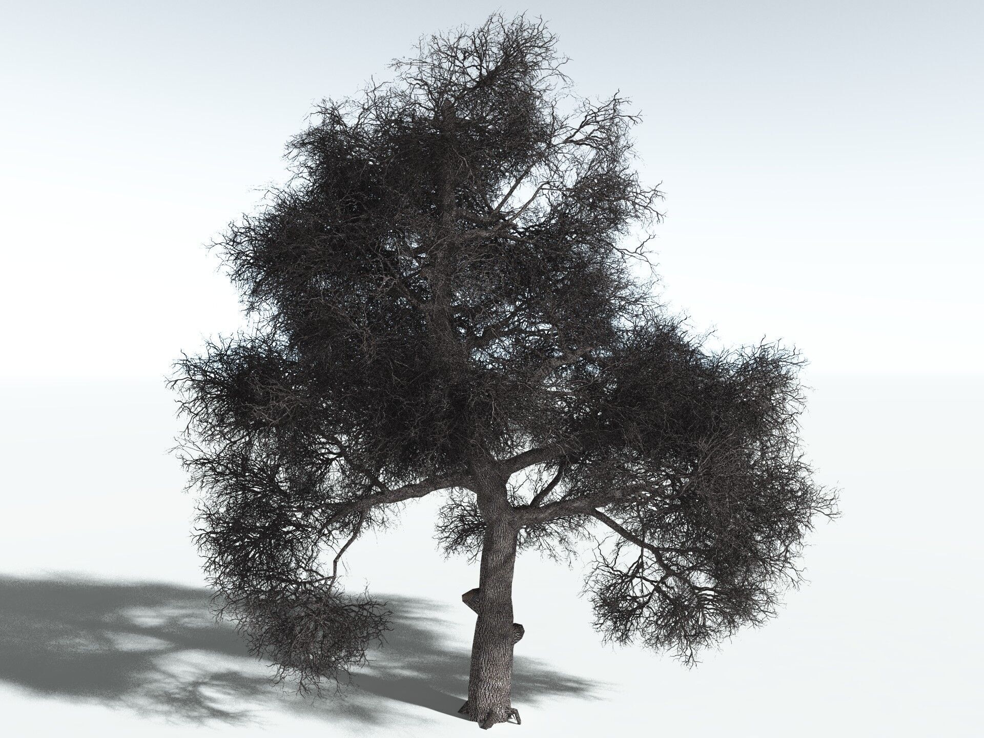 EVERYPlant English Oak LowPoly Low-poly 3D model_16