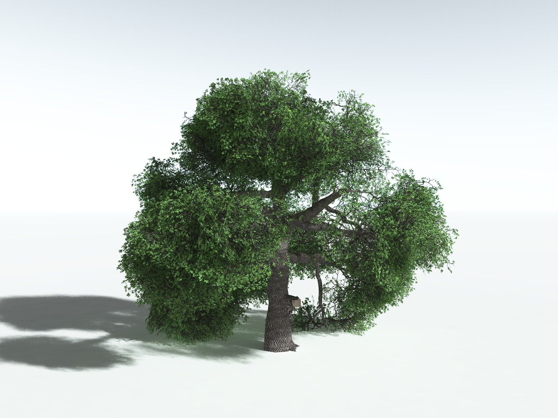 EVERYPlant English Oak LowPoly Low-poly 3D model_20