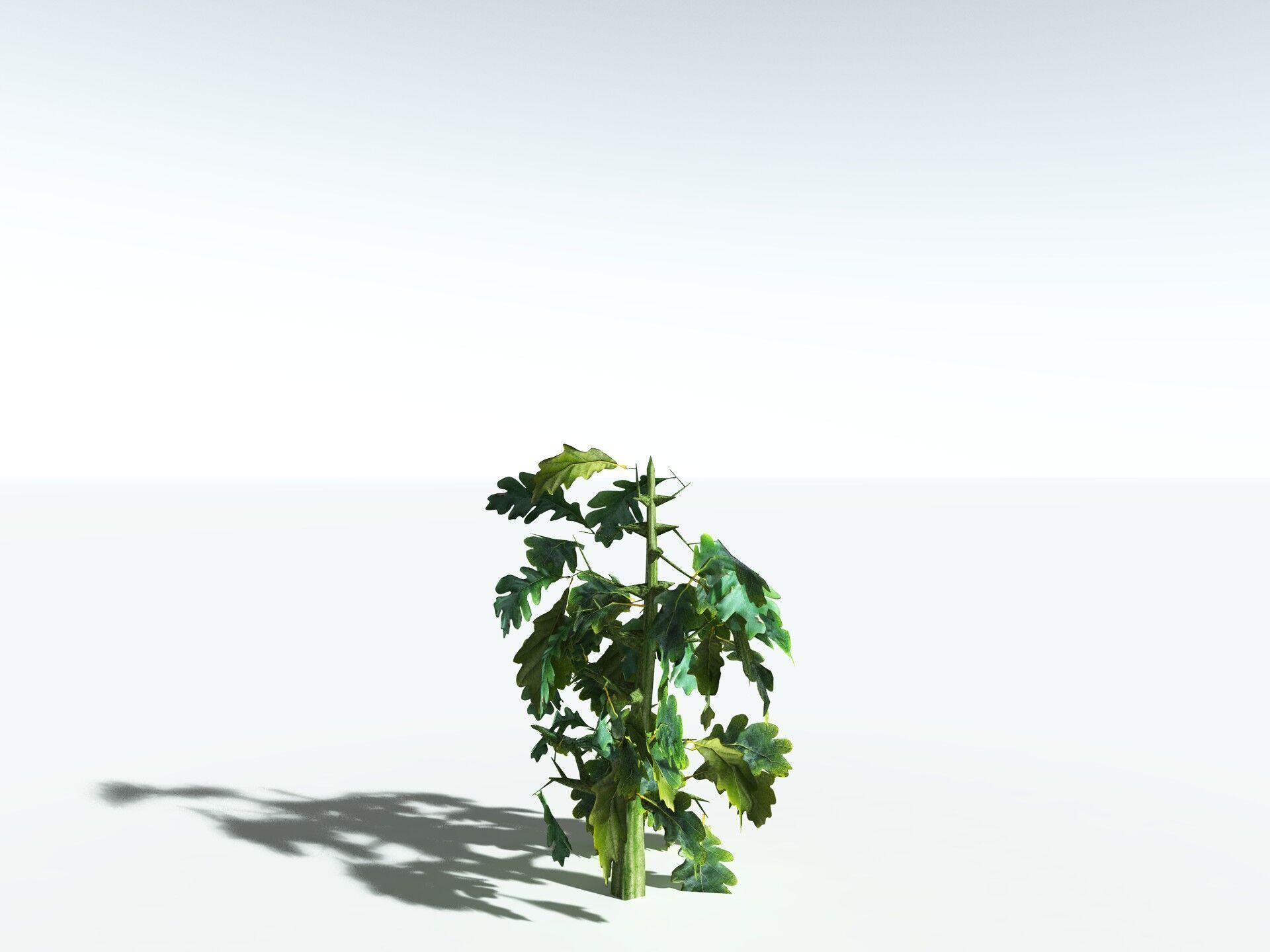 EVERYPlant English Oak LowPoly Low-poly 3D model_37