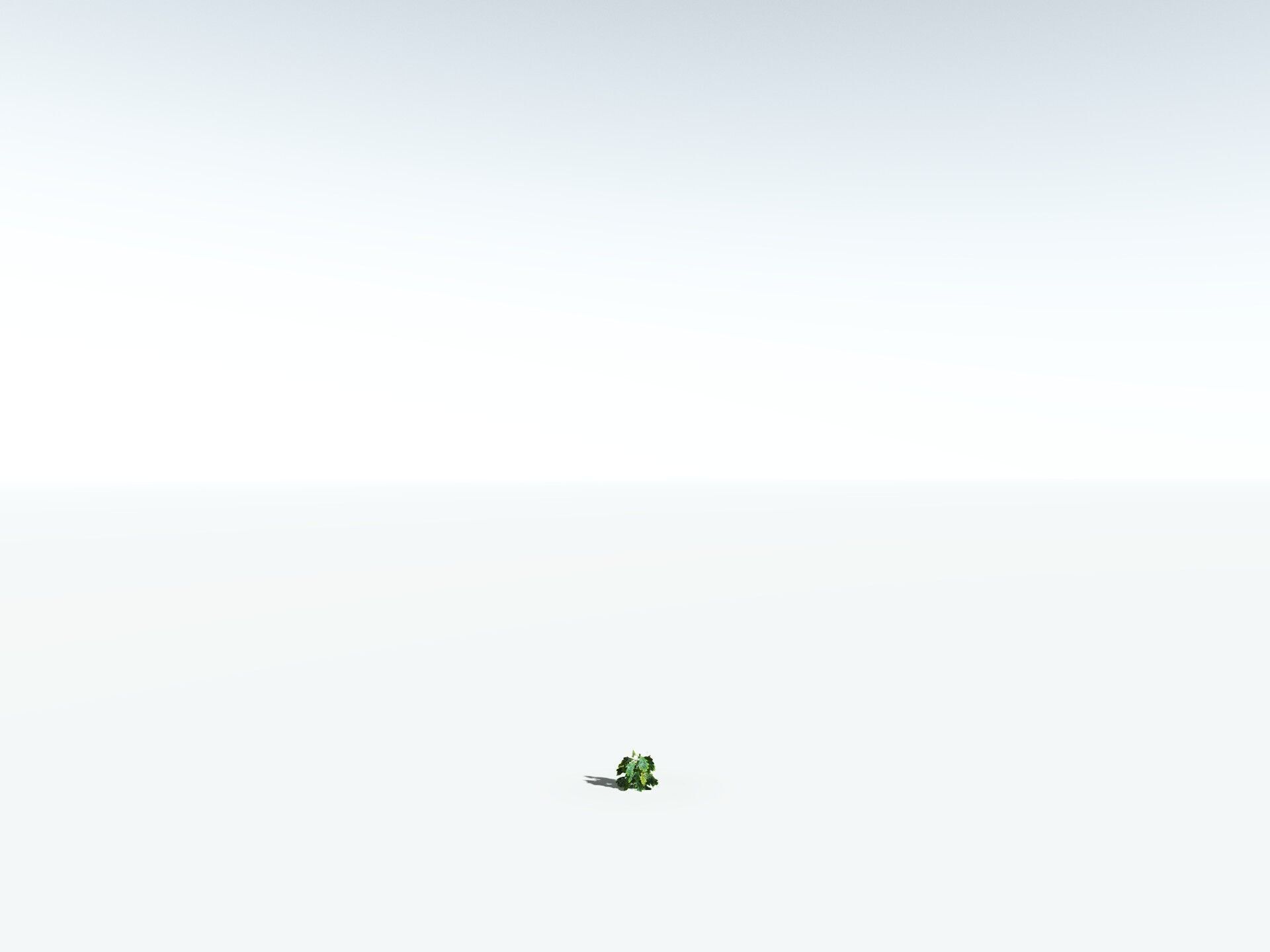 EVERYPlant English Oak LowPoly Low-poly 3D model_38