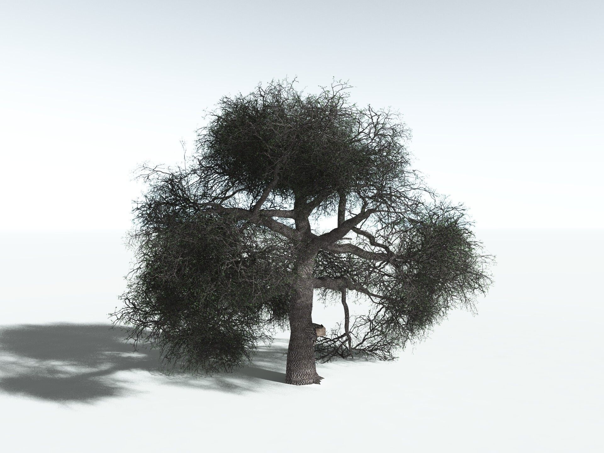 EVERYPlant English Oak LowPoly Low-poly 3D model_10