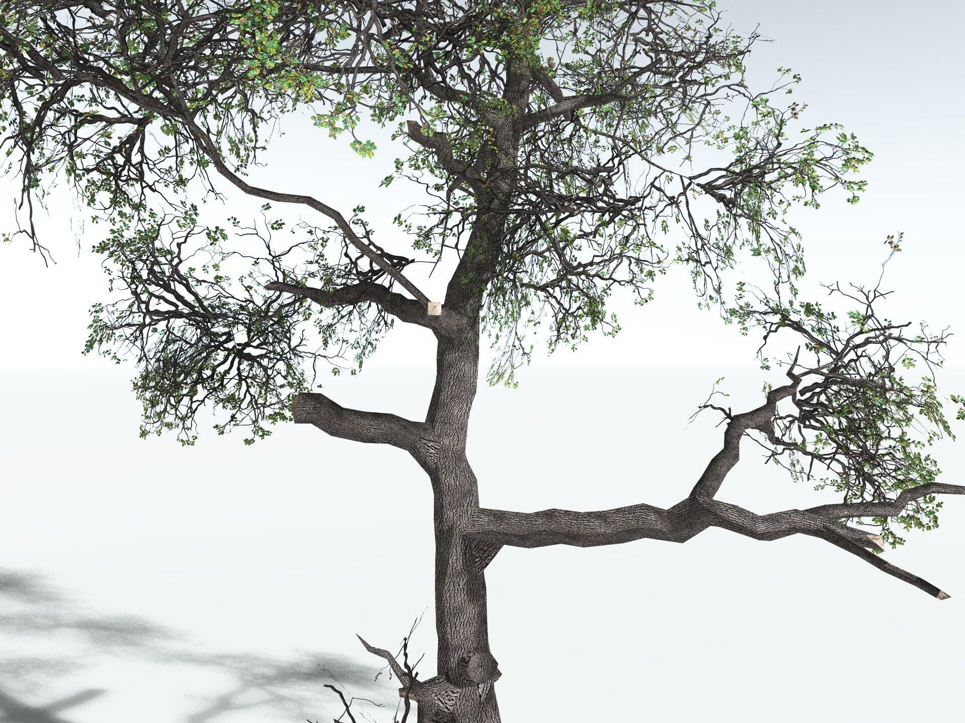 EVERYPlant English Oak LowPoly Low-poly 3D model_25