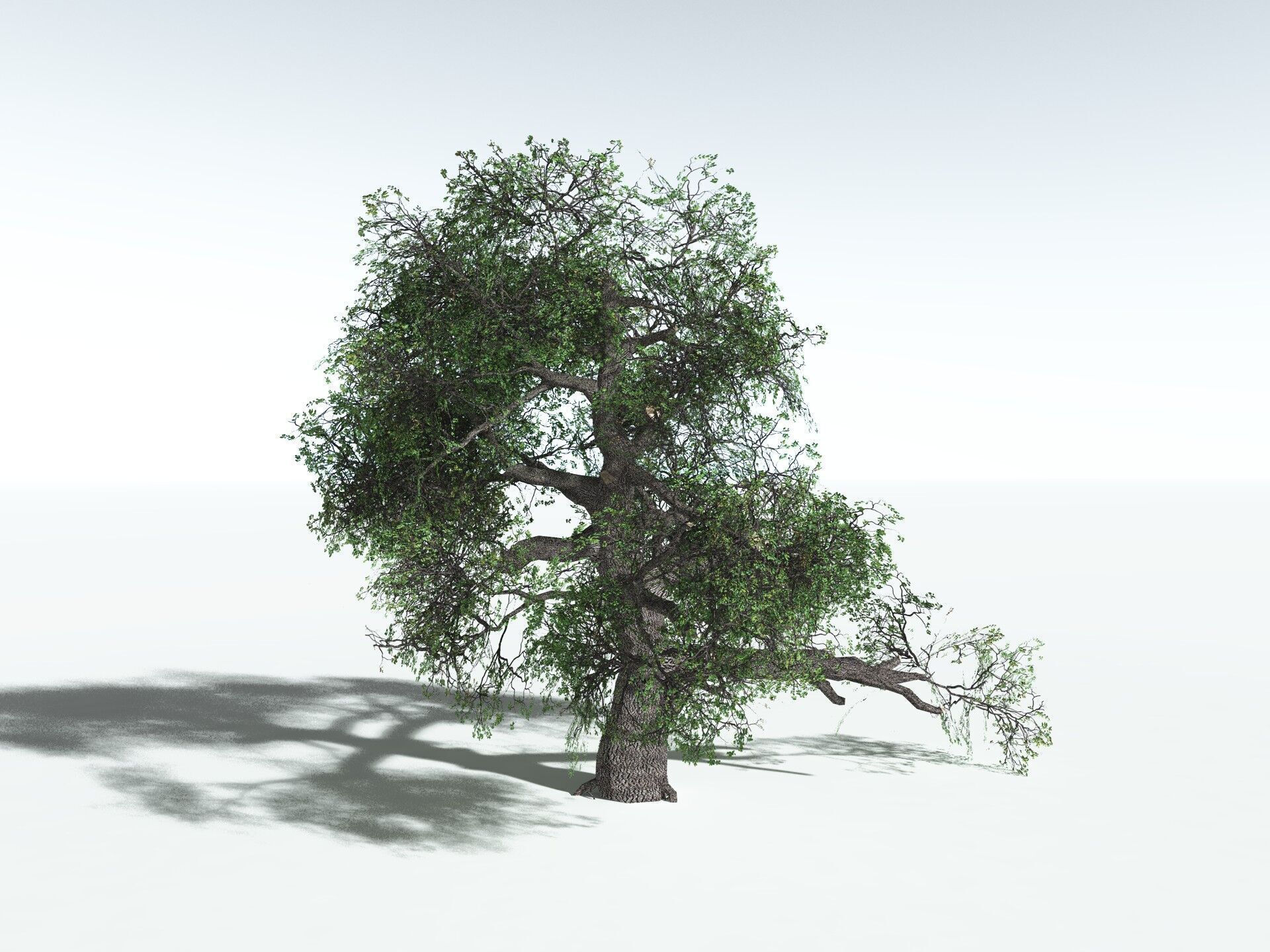 EVERYPlant English Oak LowPoly Low-poly 3D model_22