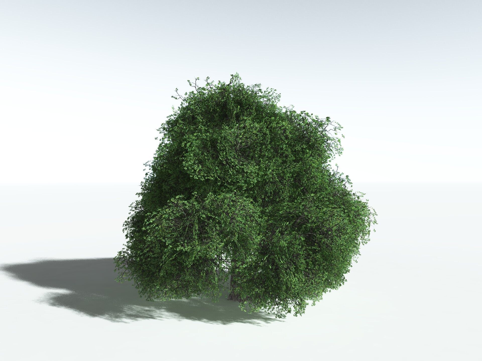 EVERYPlant English Oak LowPoly Low-poly 3D model_30