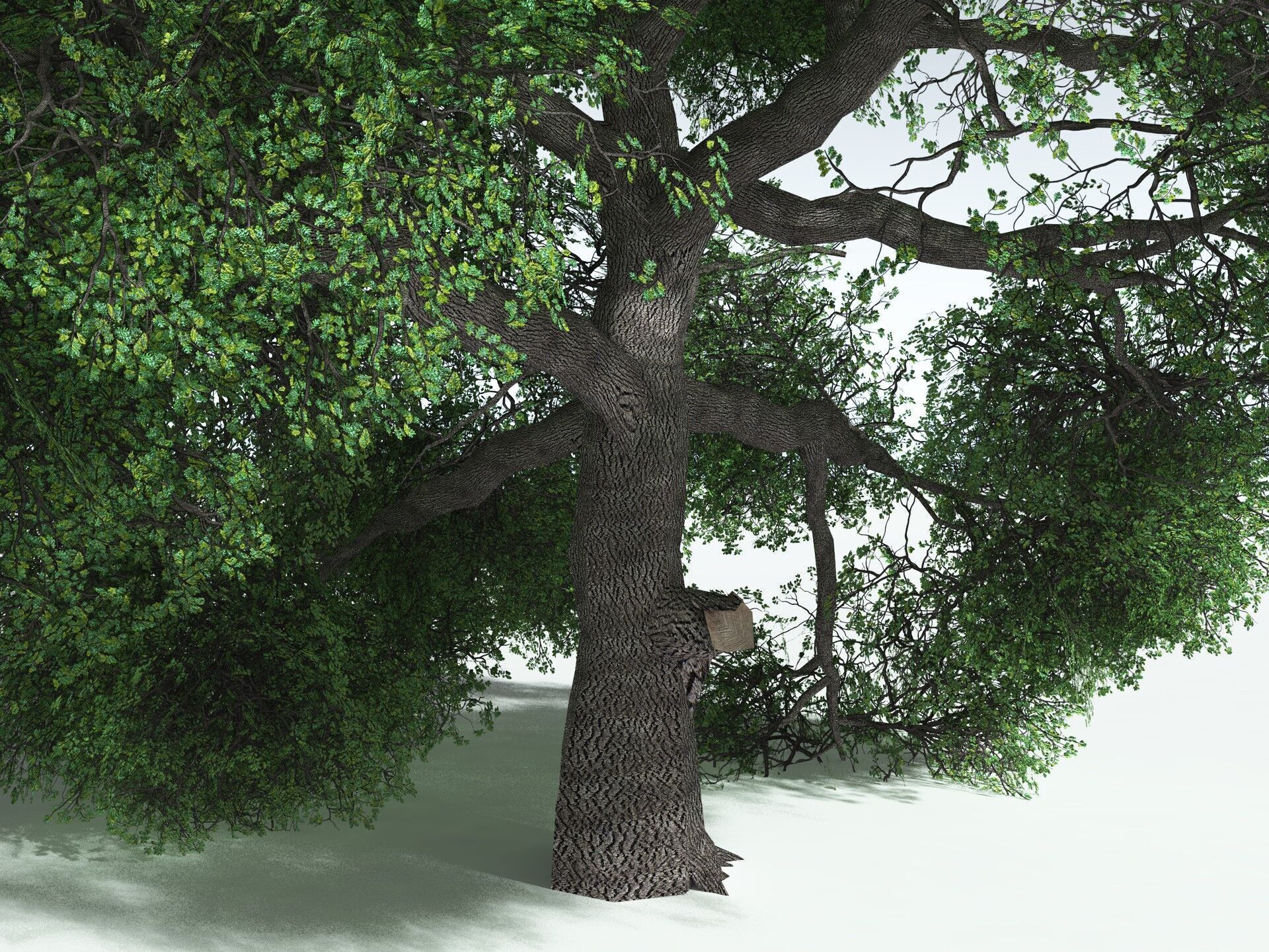 EVERYPlant English Oak LowPoly Low-poly 3D model_1