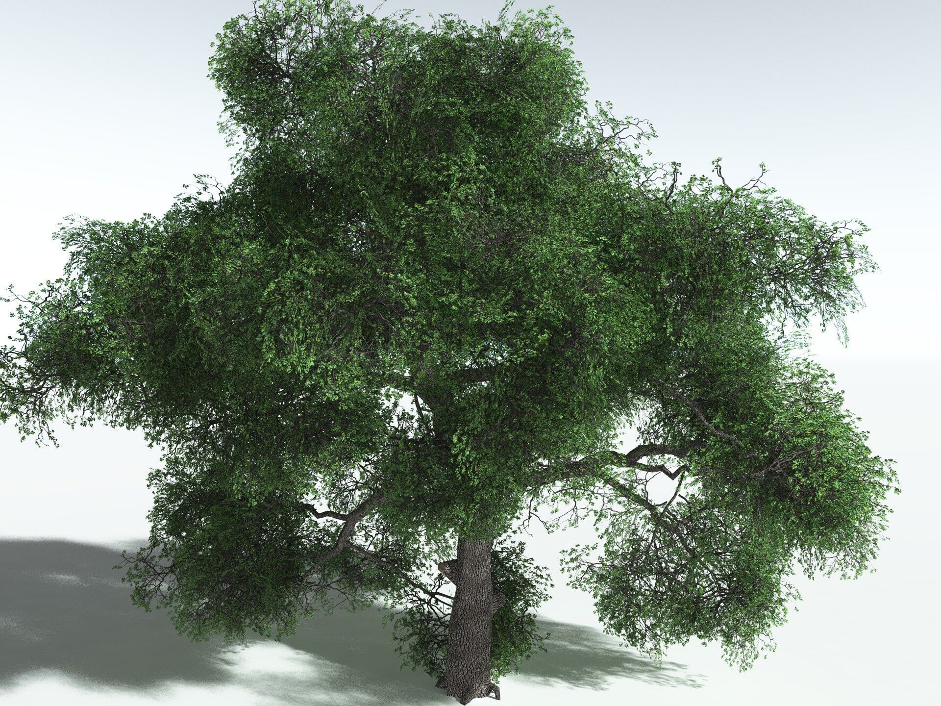 EVERYPlant English Oak LowPoly Low-poly 3D model_28