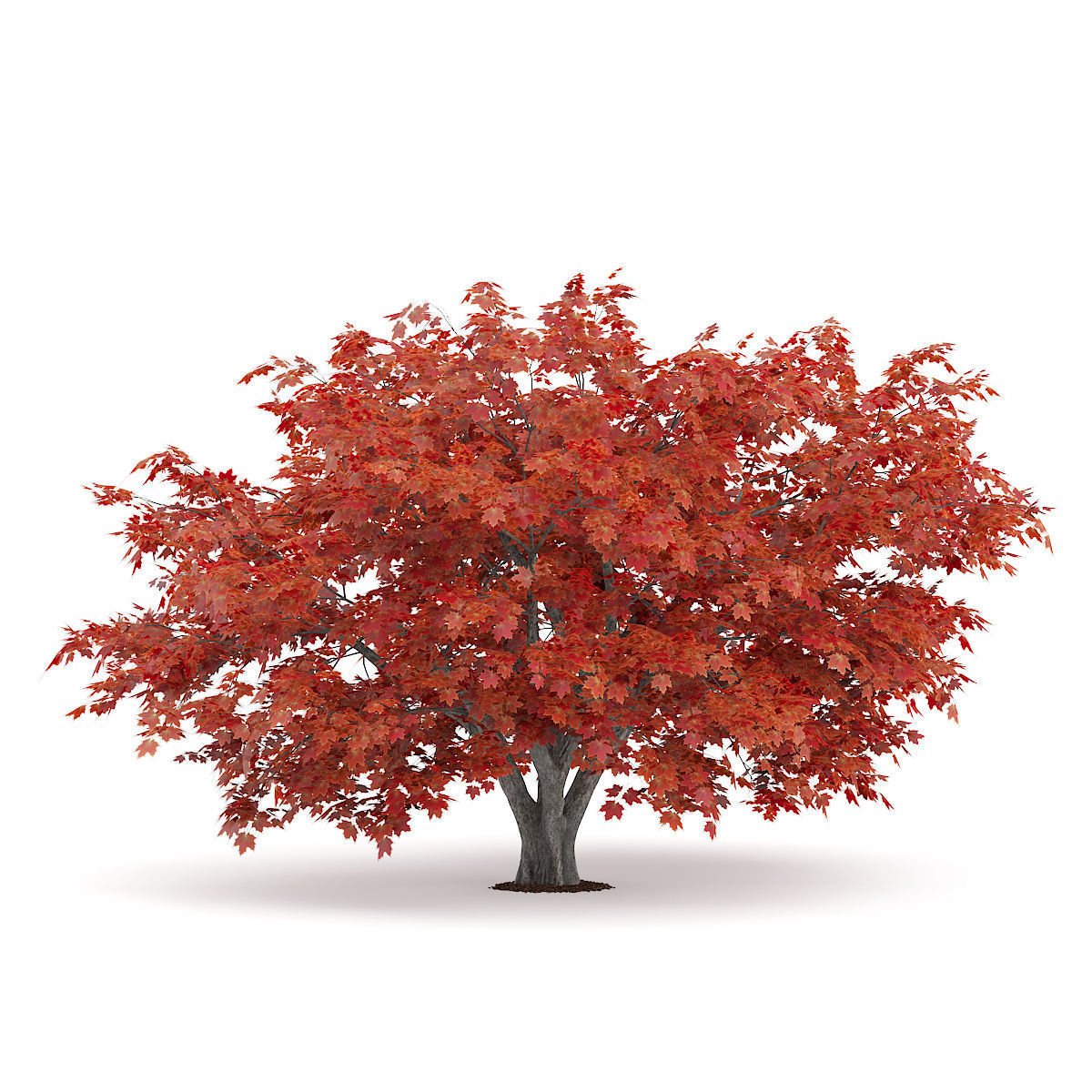 Japanese Maple Acer Palmatum 2 3D model_4
