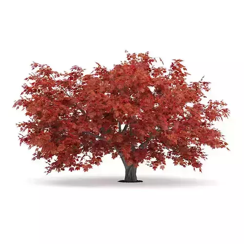 Japanese Maple Acer Palmatum 2