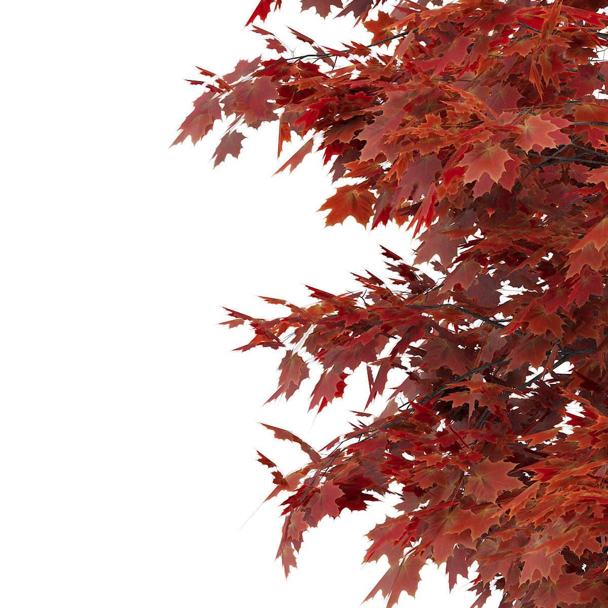Japanese Maple Acer Palmatum 2 3D model_2