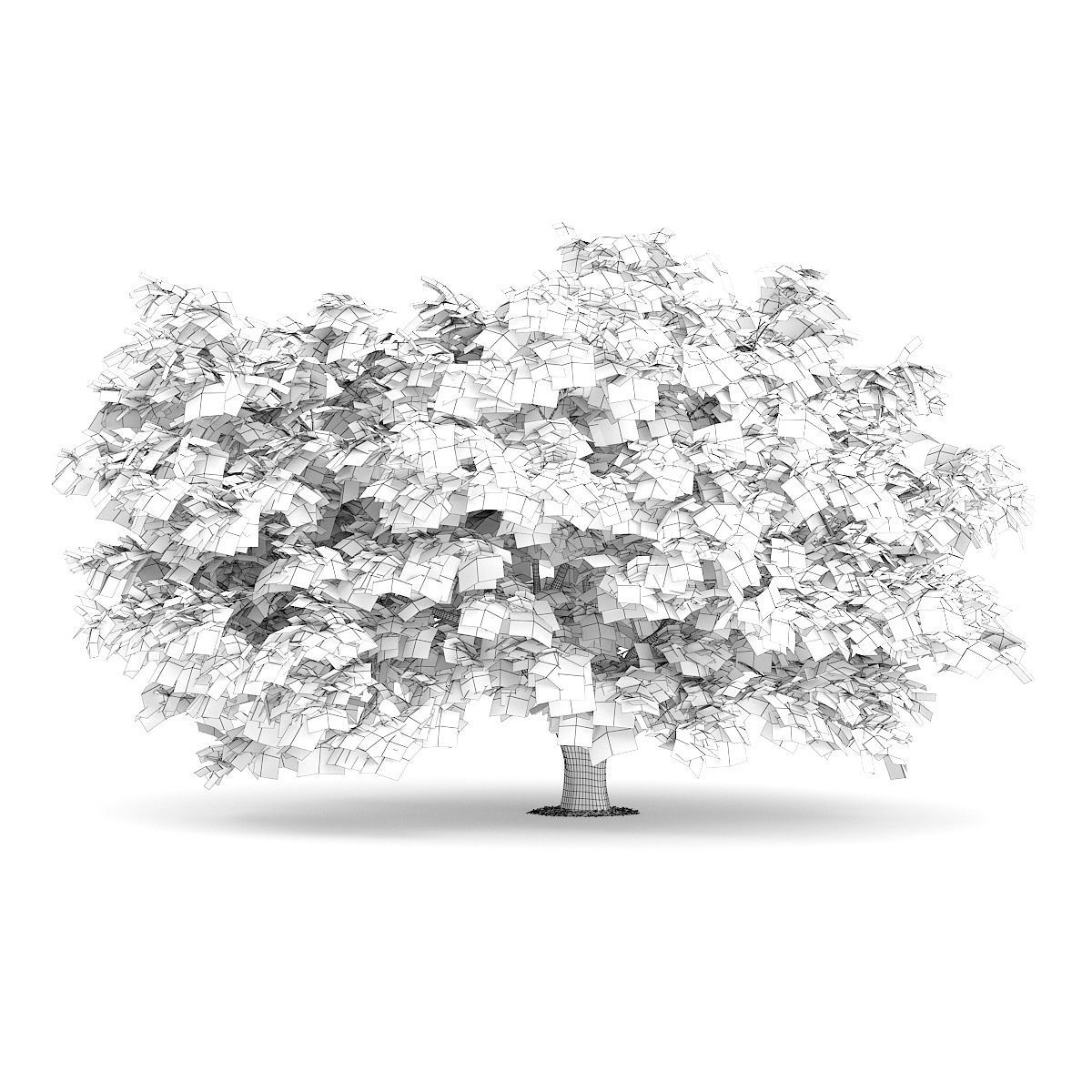 Japanese Maple Acer Palmatum 2 3D model_1