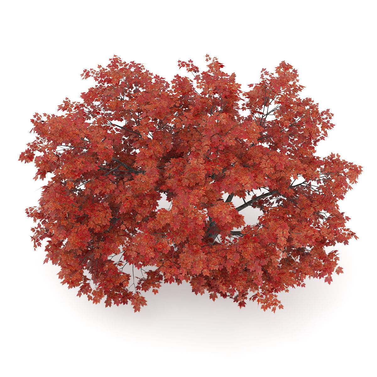 Japanese Maple Acer Palmatum 2 3D model_6