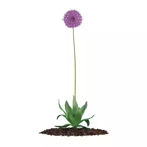 Allium Plant  Allium giganteum