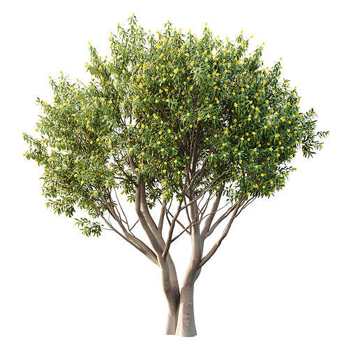 Water Gum Tree 01 3D model