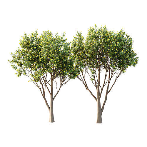 Water Gum Tree 03 3D model