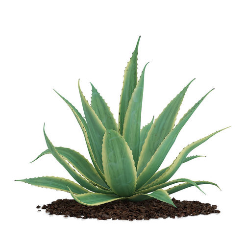 Aloe Aloe Vera 3D model