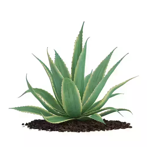 Aloe Aloe Vera 3D model